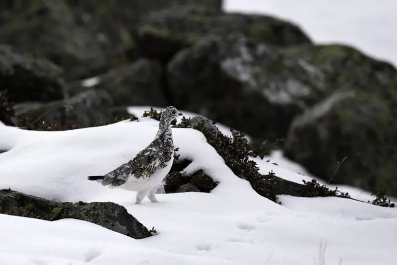 Photo by Malini Pittet