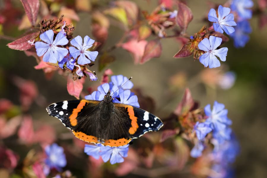 Photo by Matthias Gaberthüel