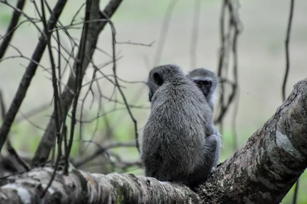 Photo by Flavia Müller