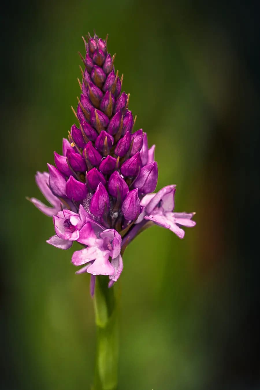 Photo by Thomas Halfmann