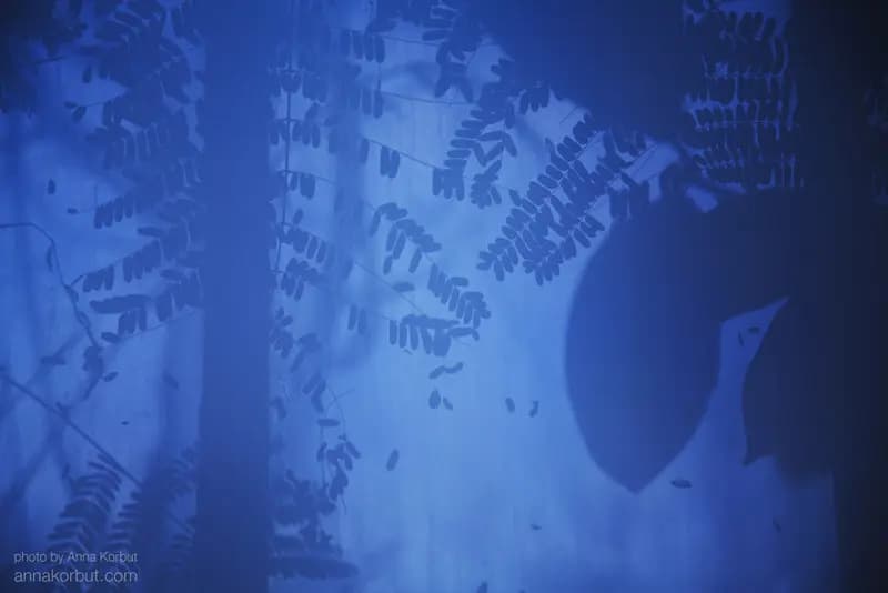 Photo by Anna Korbut