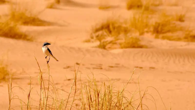 Photo by Antonio Lopez