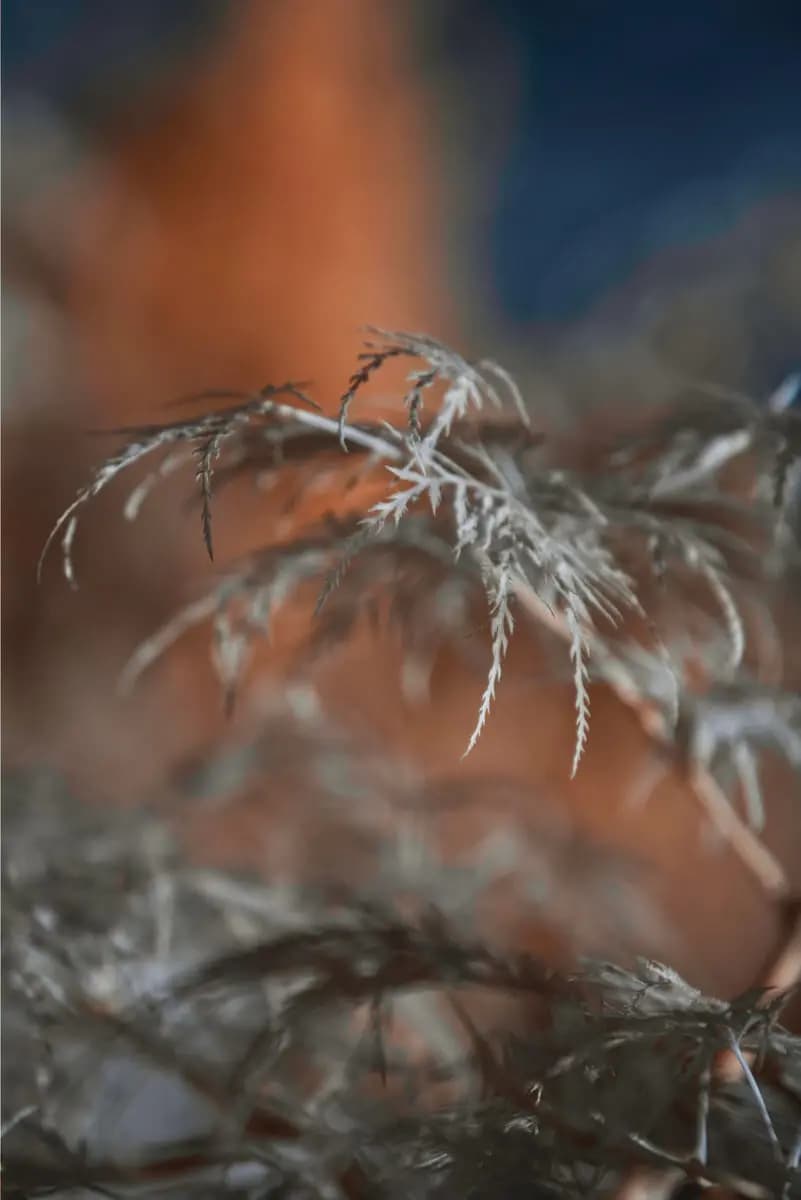 Photo by Xavier Peillon