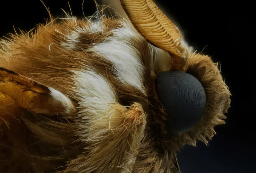 Photo by Xavier Peillon