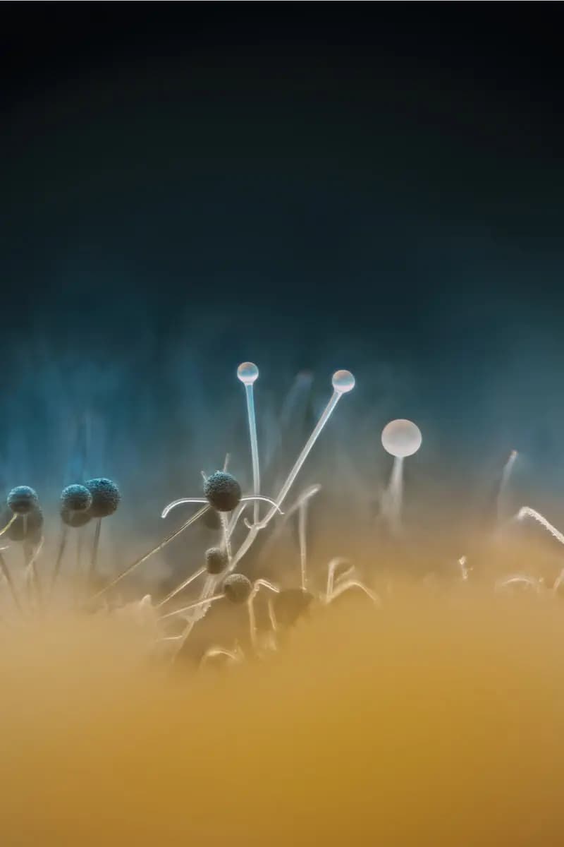 Photo by Xavier Peillon