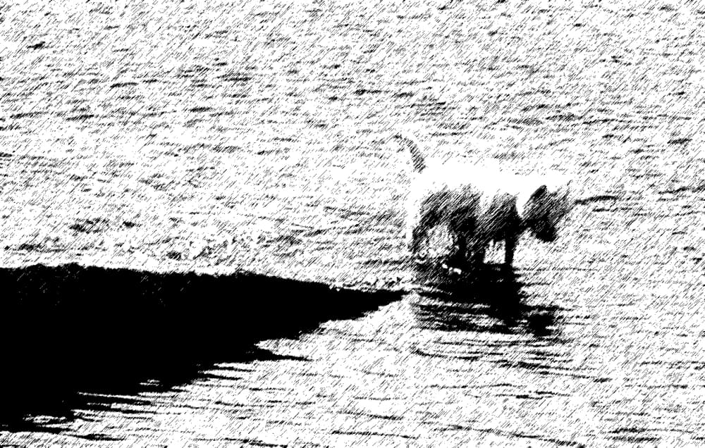 Photo by Oleksiy Zalesny