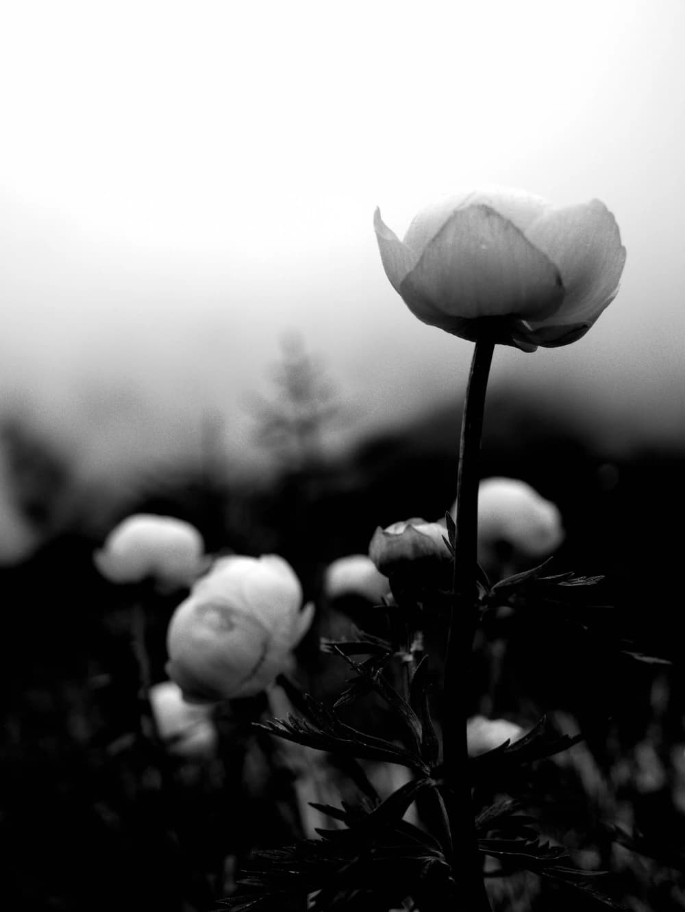 Photo by Jill Corral