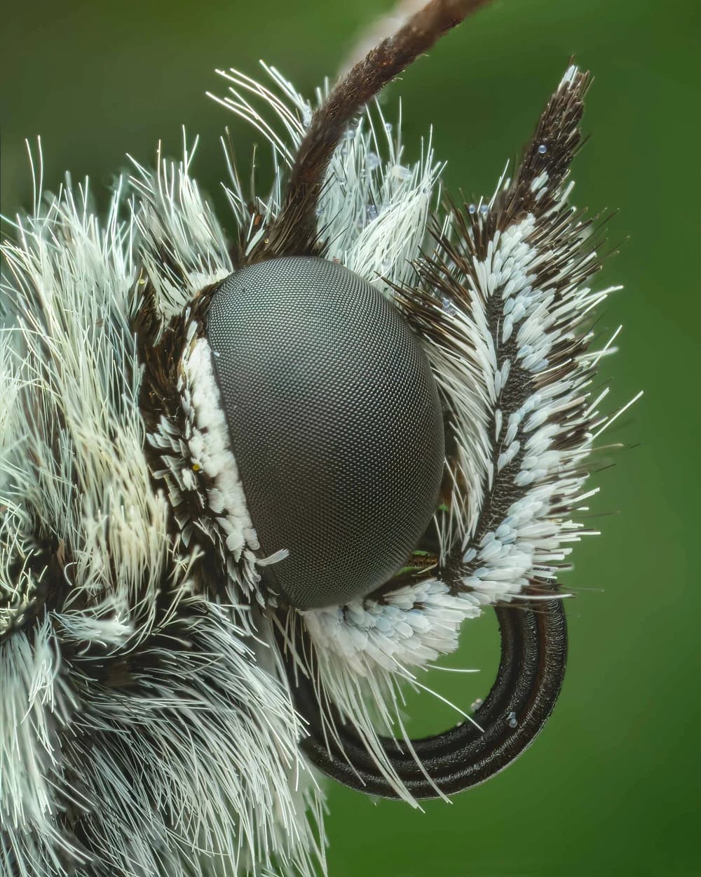 Photo by Martin Reichenbach