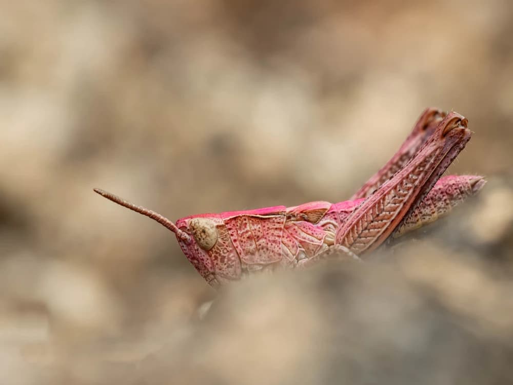 Photo by Martin Reichenbach