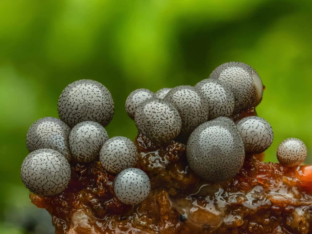 Photo by Martin Reichenbach