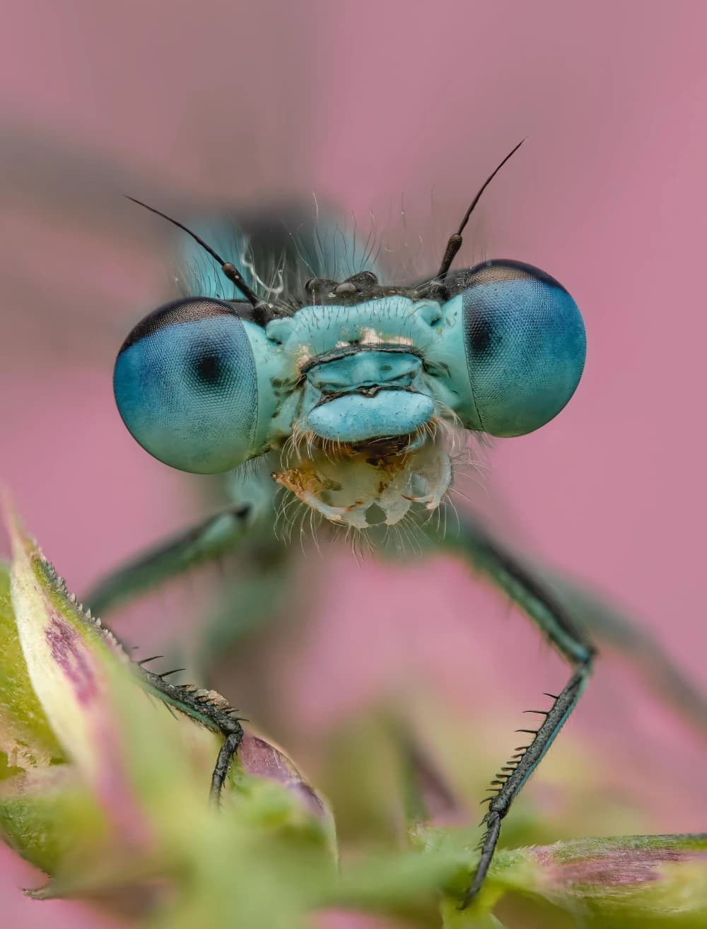 Photo by Martin Reichenbach