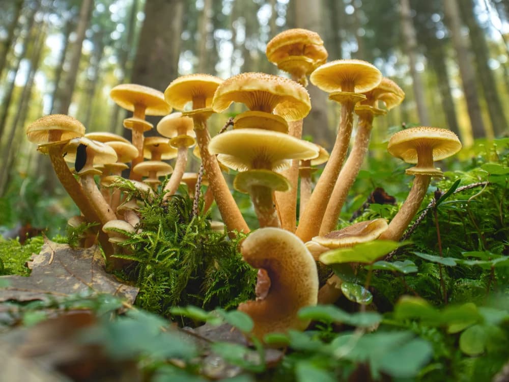 Photo by Martin Reichenbach