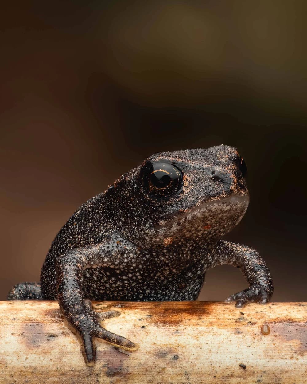 Photo by Martin Reichenbach