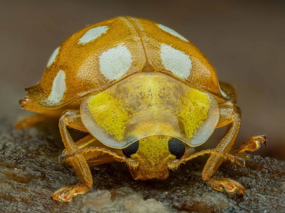 Photo by Martin Reichenbach