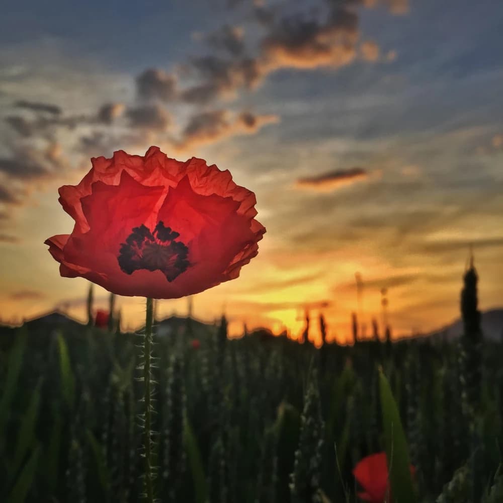 Photo by Igor Khromov