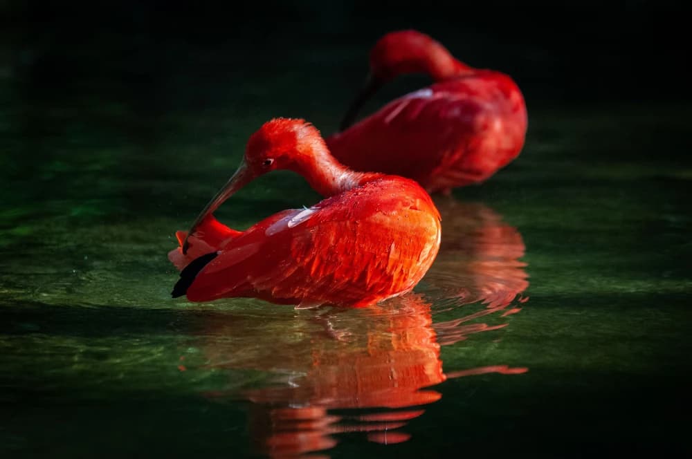 Photo by Frederik Dekkers