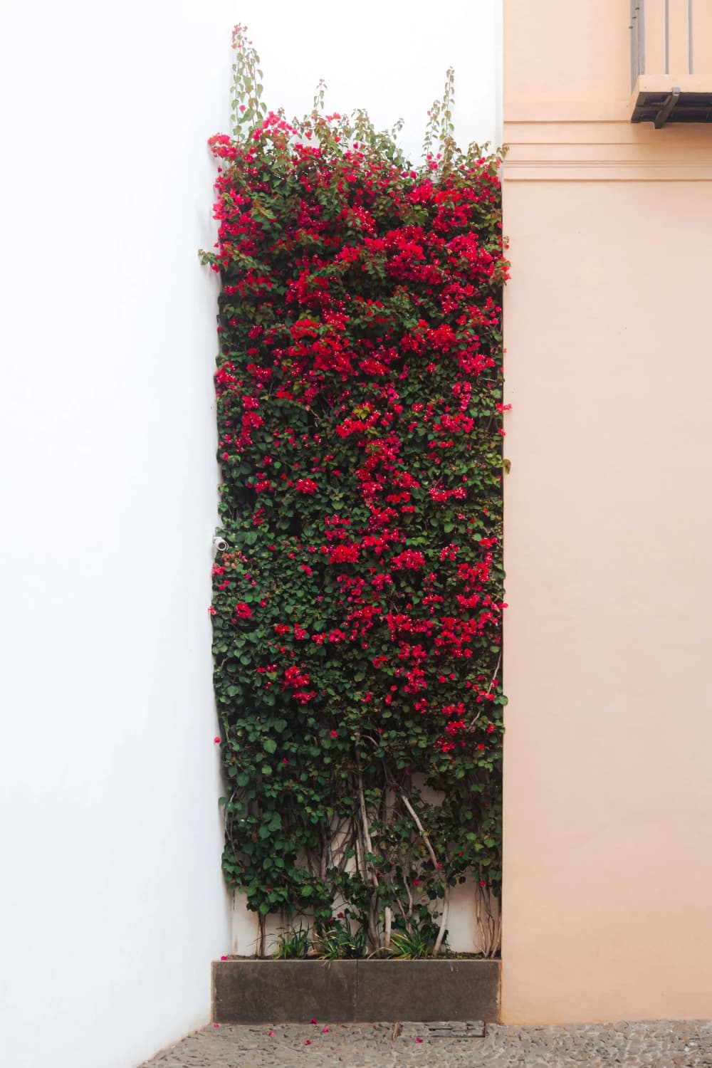 Photo by Leon Maria Plecity