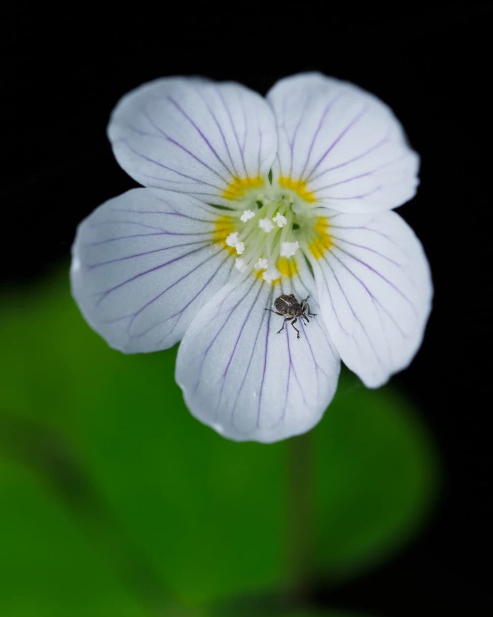 Photo by Dietmar Bachmann