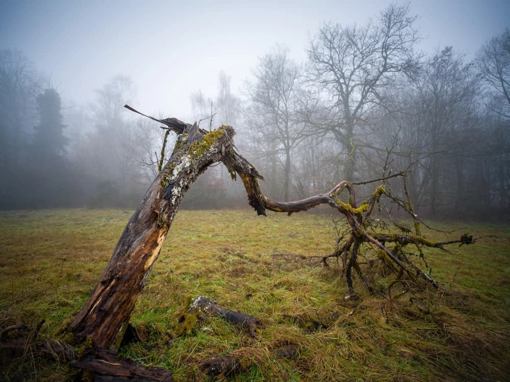 Photo by Dietmar Bachmann