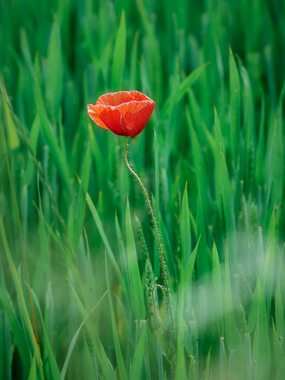Photo by Dietmar Bachmann