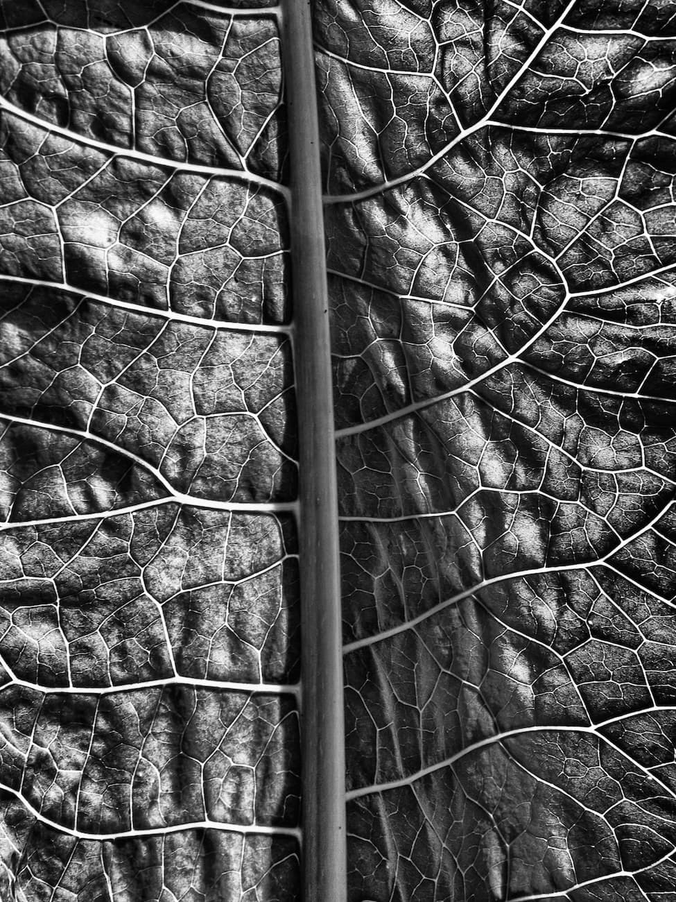 Photo by Dietmar Bachmann
