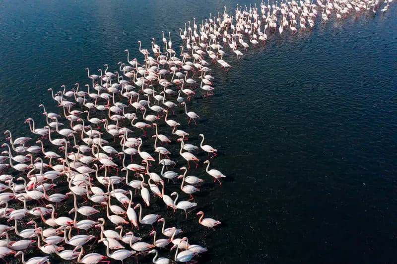 Photo by Francesco Pennacchio