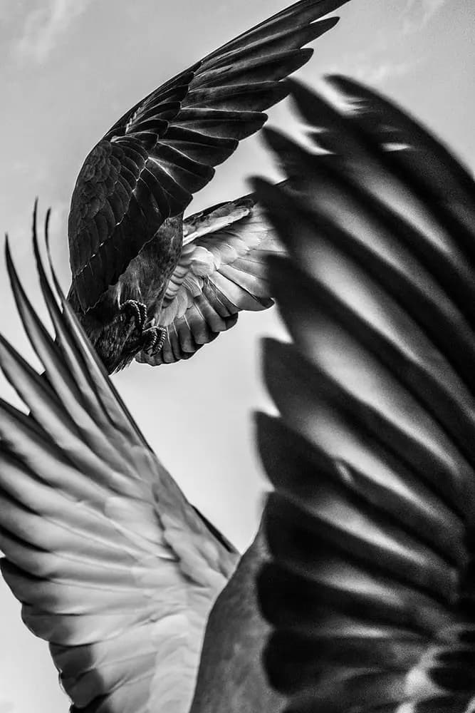 Verena Burger: Columbidae