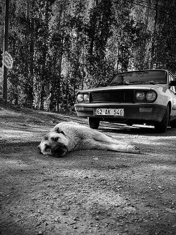 4. Public Prize (Small Photo): 100 Euro Gutcshein Saal Digital