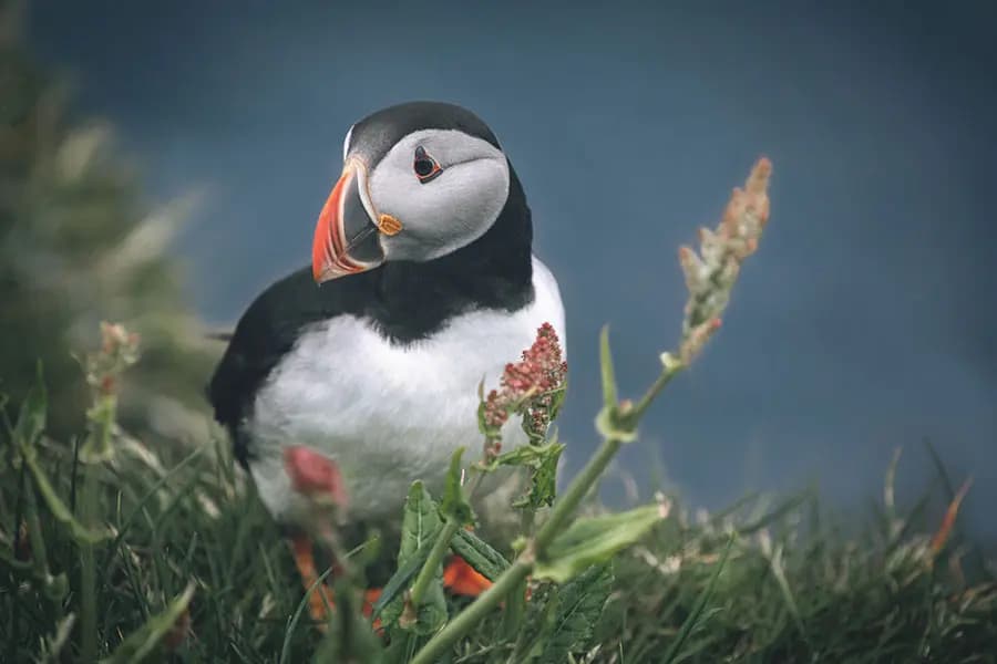 Michaela Siegl: Puffin