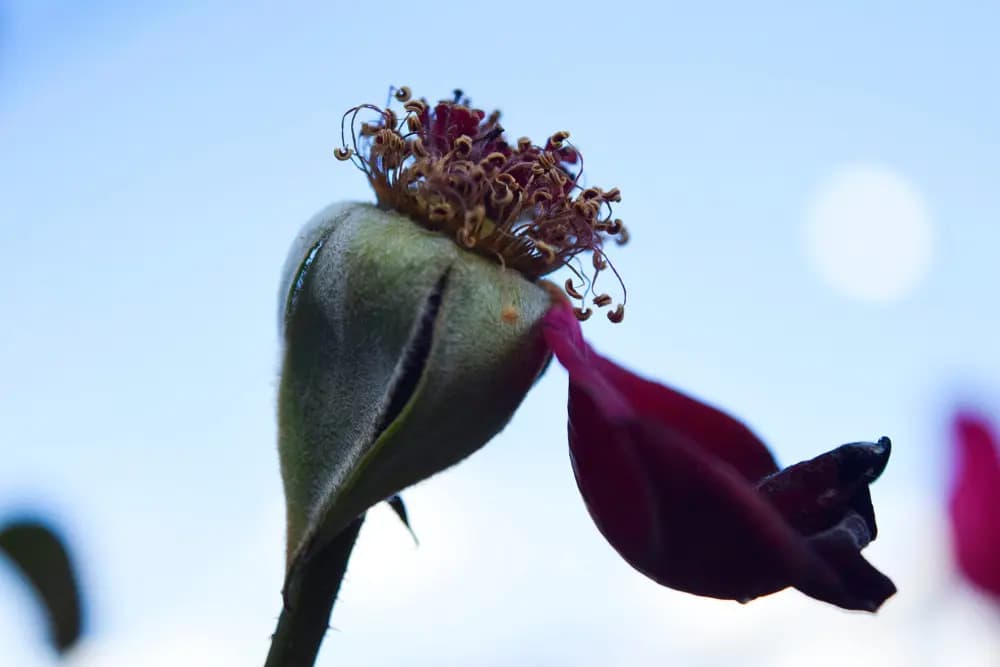 Most-Voted Small Photo: Large Alu-Dibond Print