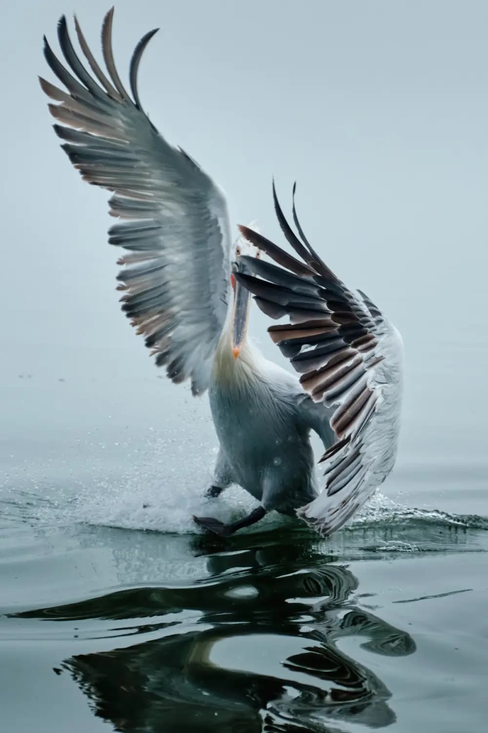 GraphicArt gift voucher CHF1500