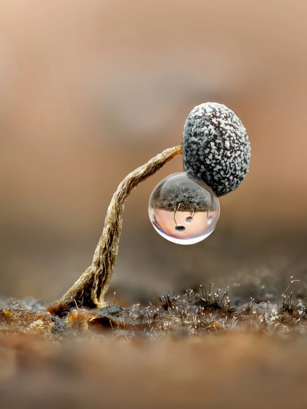 Kamilla Szava-Oberndorfer