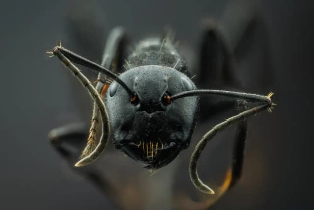 Macro Photography Course