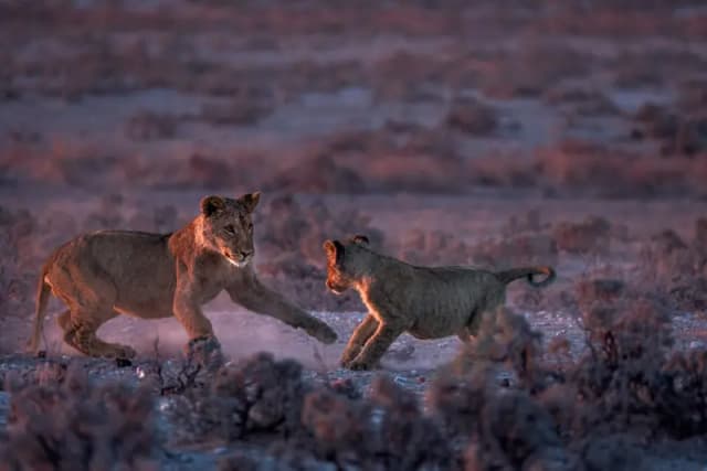 Gianmarco Cicuzza portfolio image 5