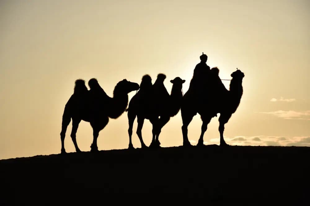 Camels on the dunes