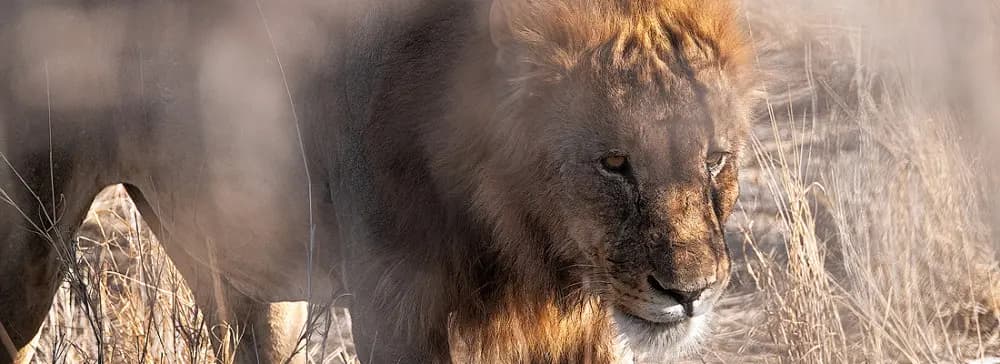 Krüger-Nationalpark Foto-Safari Südafrika