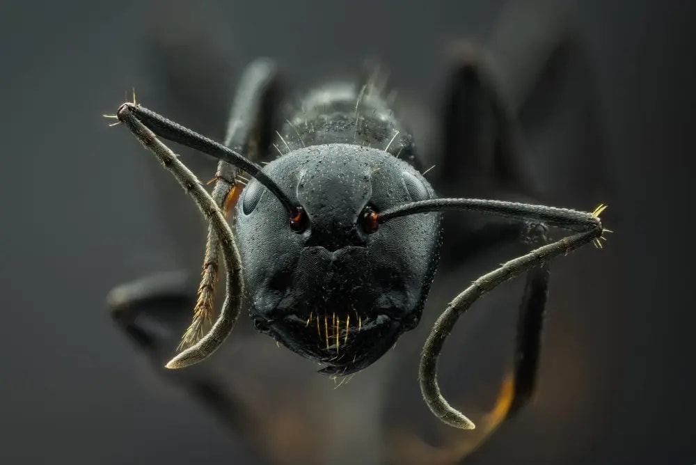 Macro Photography Course