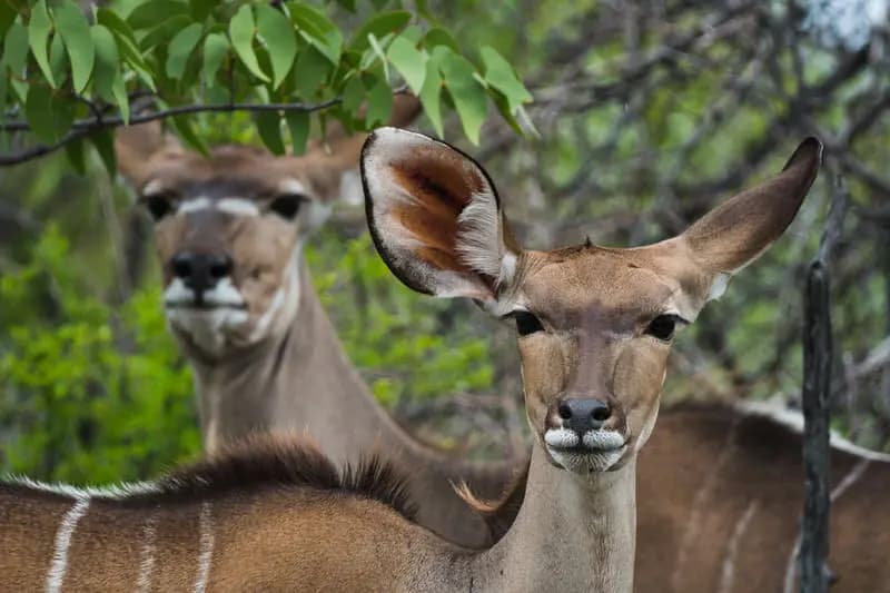 Photo by Stefan Tschumi