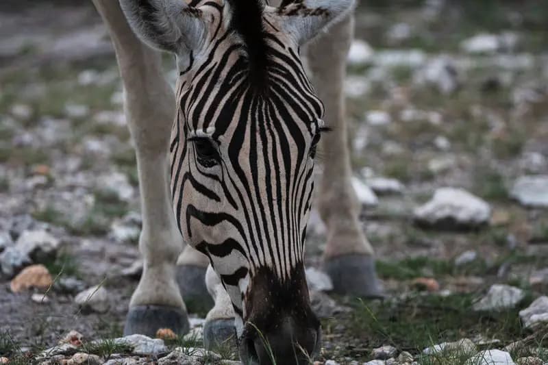 Photo by Stefan Tschumi