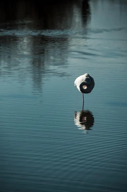 Photo by Simon Chamay