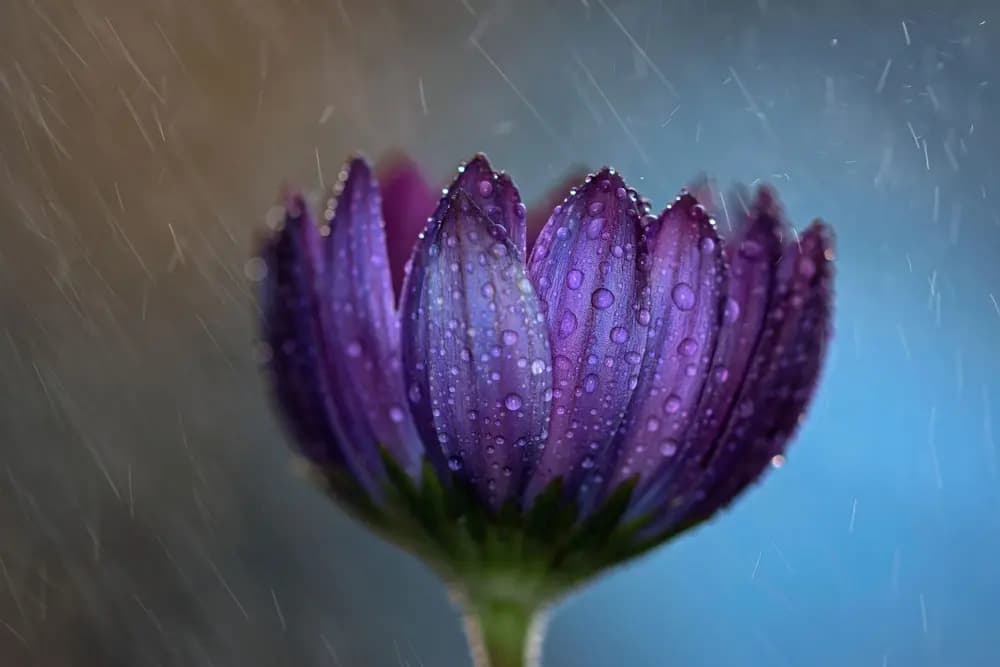 3. Platz Public Voting