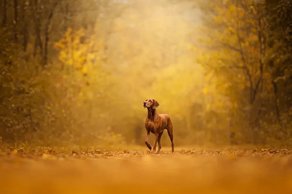 SPC Photo Tour gift voucher worth CHF 1500