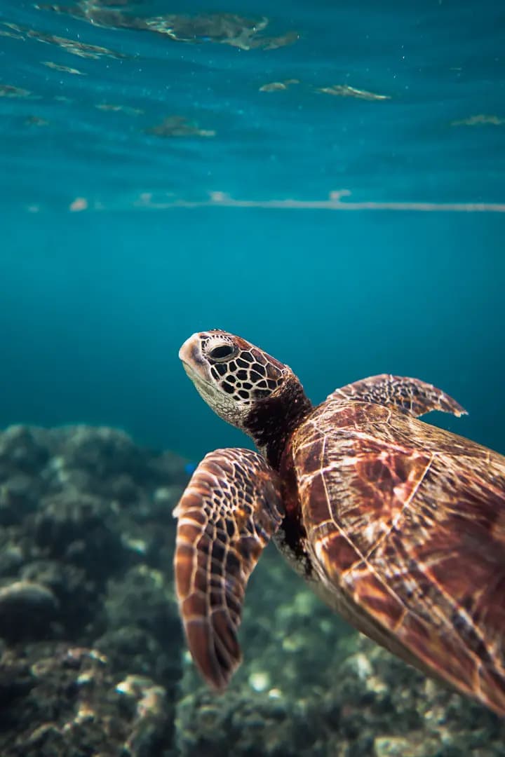 Tenba Solstice Backpack