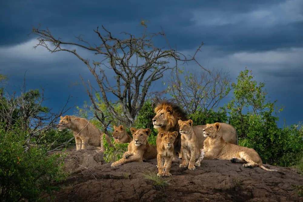 Shimoda Action starter kit, LumeCube panel mini