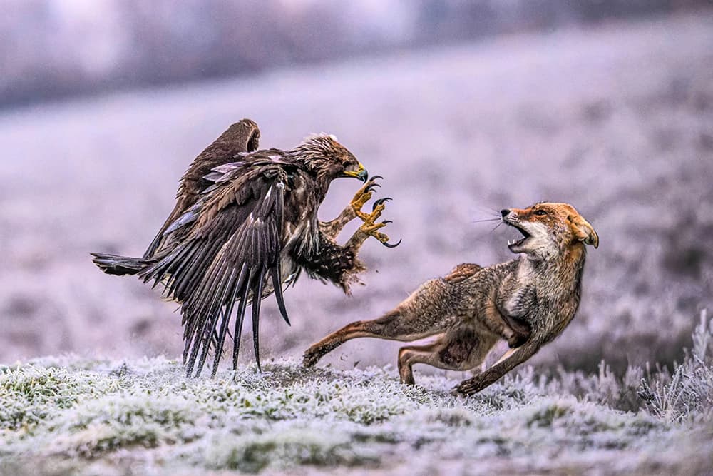 3rd public prize: Tenba backpack + Lumecube light & stand