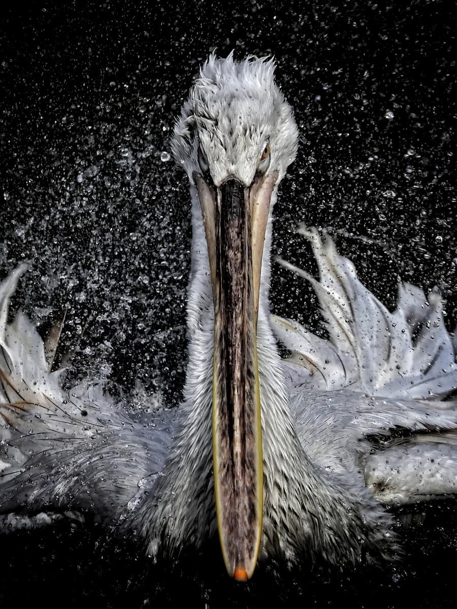 Jury prize: CHF 1500 Graphicart gift voucher