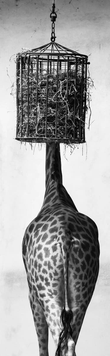 3rd public prize: Shimoda action starter kit