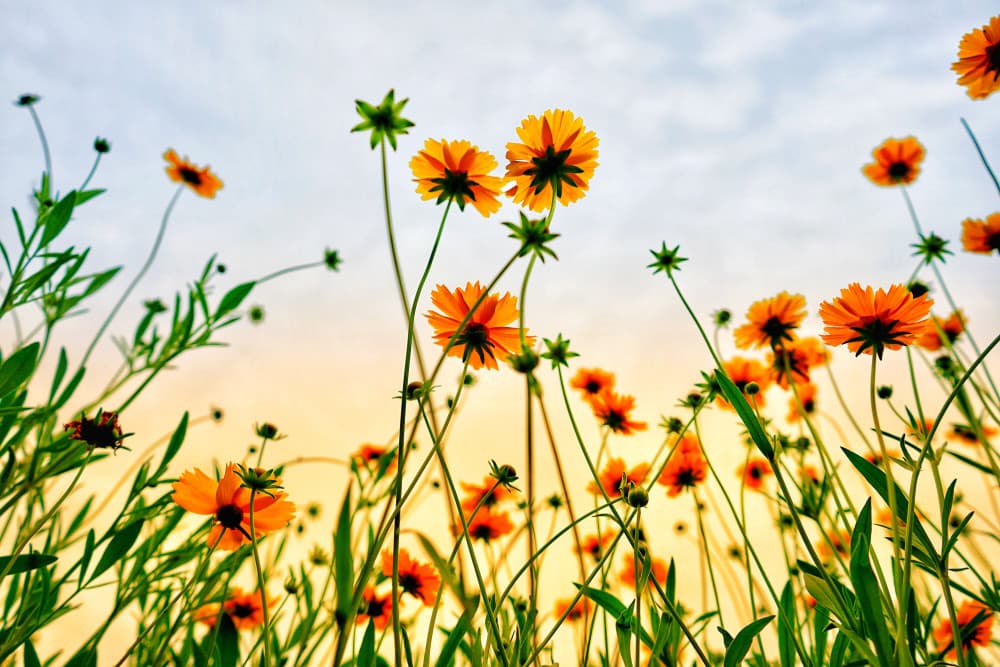 Blumen fotografieren