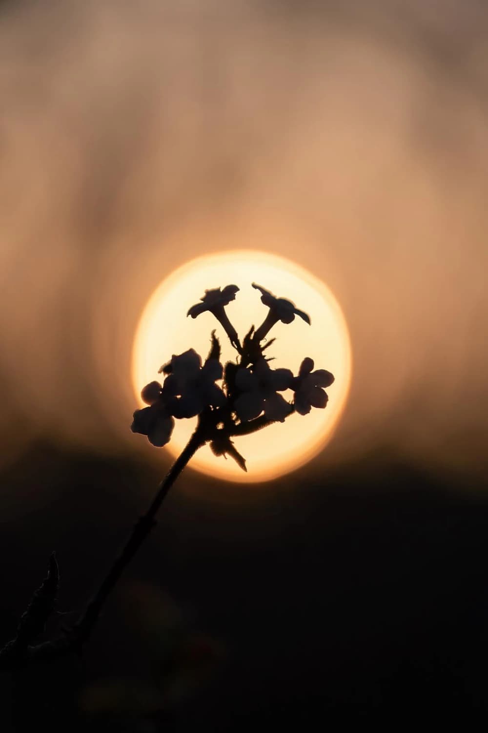 Mindful Vision — Achtsames Sehen lernen